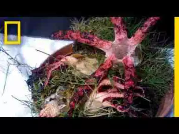 Video: This Sprouting, Octopus-like Fungus Is the Stuff of Nightmares | National Geographic